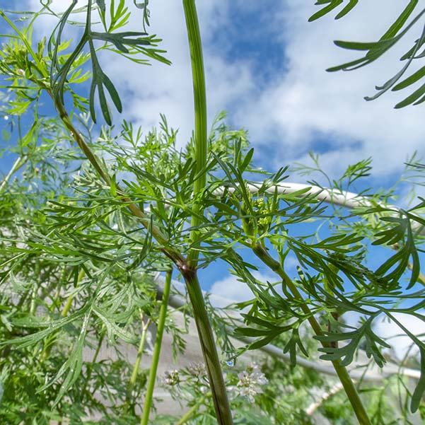 Coriander plant against the background of a blue sky is used in the brinjal curry recipe.