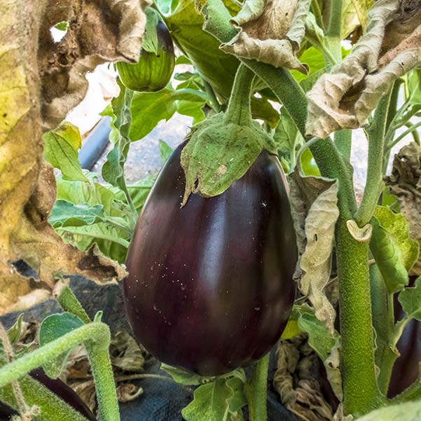 A plump purple egg plant fresh off the plant was used in the brinjal curry recipe.