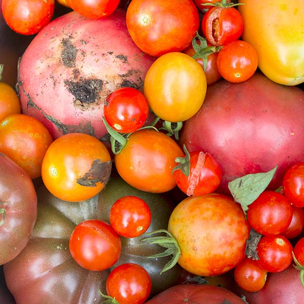A collection of different coloured tomatoes picked fresh for inclusion in the brinjal curry recipe.