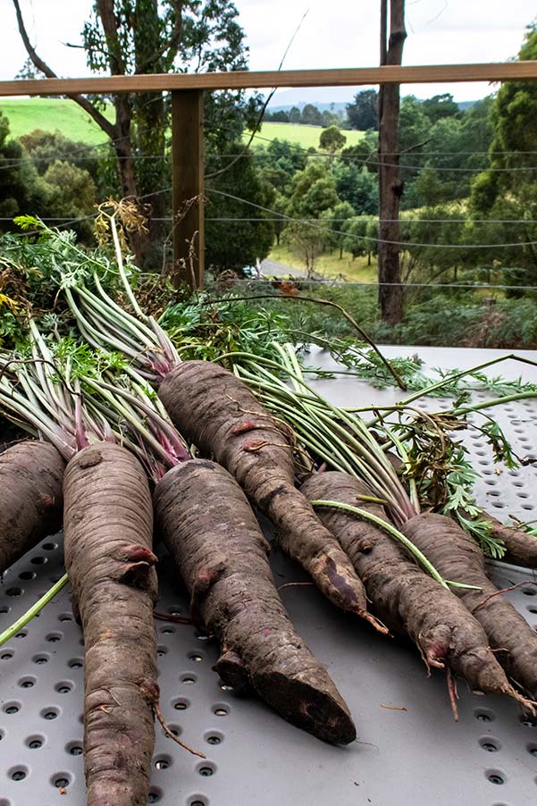 Large purple carrots placed on an outdoor table with bush and mountains in the background.