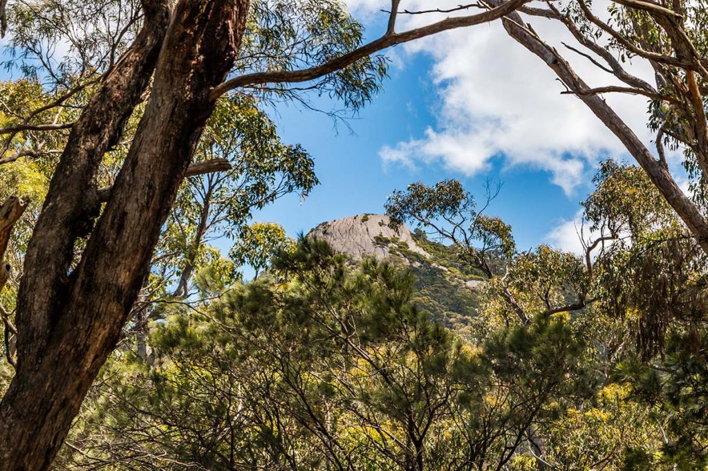 Through the trees in the foreground a large grey rock appears. this is Endurance Bluff.