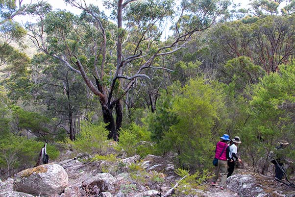 Three bushwalkers passing through native bush that shows the scars of a serious fire.