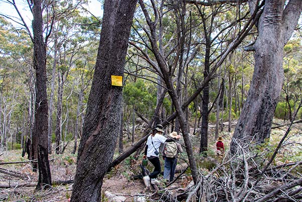There is a bright rectangular yellow marker on a tree near the people walking on the track to Cube rock.