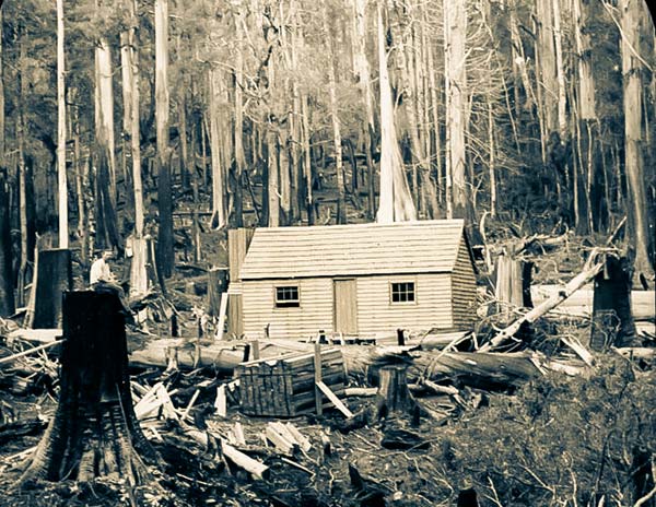 A simple timber cottage in a newly cleared site. In the foreground is a massive tree stump with a man sitting on it. Photo taken around 1900