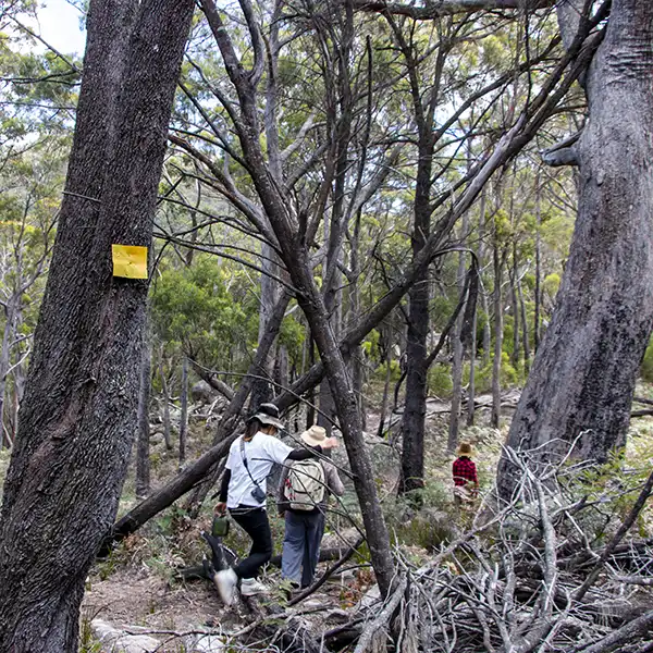 Bushwakers on the Cube Rock track
