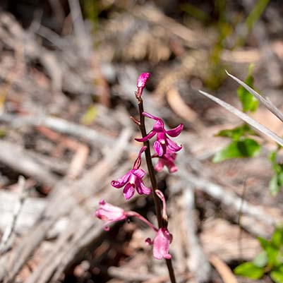 This Tasmanian native orchid is a spike of small right pink flowers.