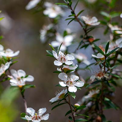 Close up of two delicate white tea tree blossoms