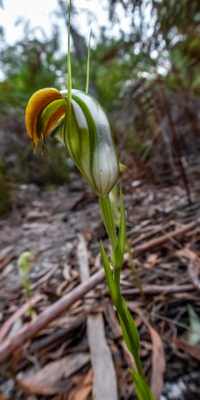 A single greenhood orchid flower found on our most recent walk to Cube rock.