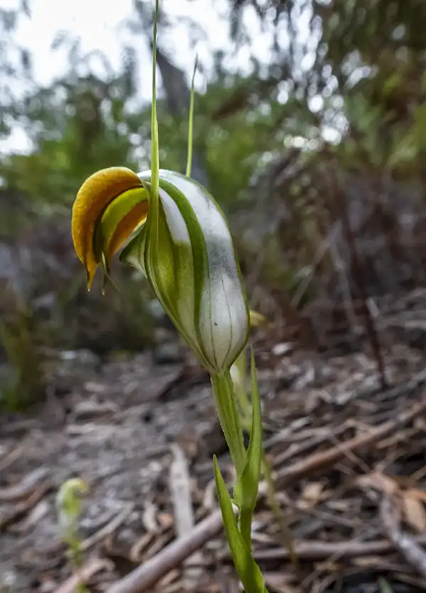Greenhood orchid at Cube Rock