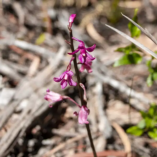 Small pink flower on the Cube Rock walk in North East Tasmania