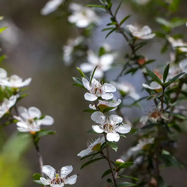 Tea tree blossums on Cube Rock walk