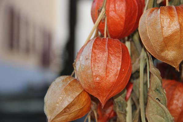 Ripe cape gooseberries on a bush look like papery orange lanterns, with a golden fruit inside.