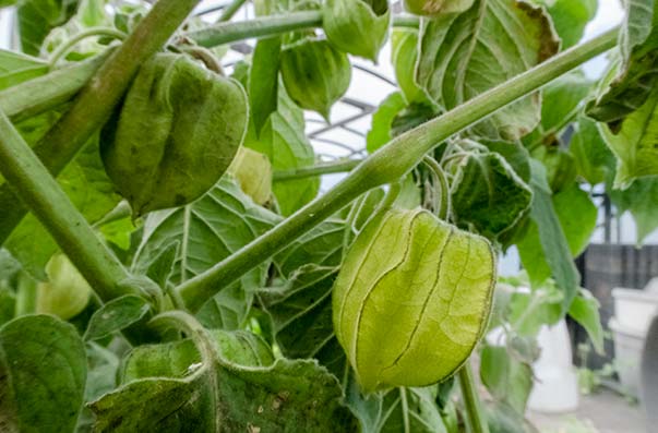 Unripe cape gooseberries on a bush look like soft furry green lanterns, with a green fruit inside.