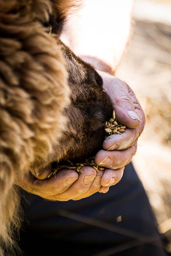Close-up of a guest feeding an alpaca at the Tin Dragon Cottages Farmstay.