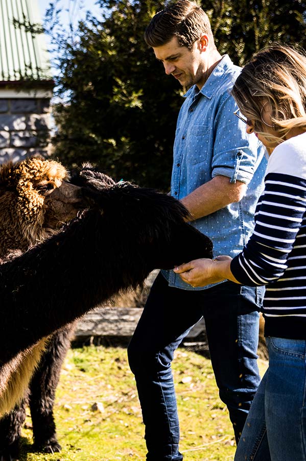 Two guests feeding the alpacas at the Tin Dragon Cottages Farmstay.