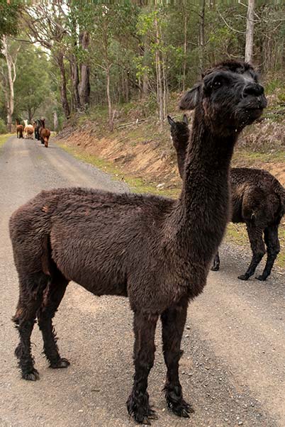 Camelia the female alpaca aged 17 years, standing her ground and ready to spit.