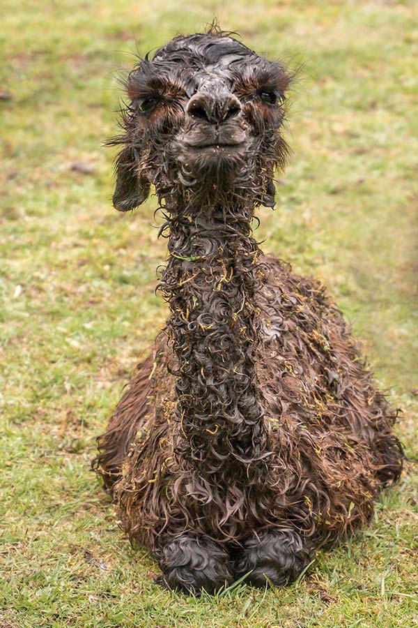 Newly born brown alpaca cria at the Tin Dragon Cottages farmstay.