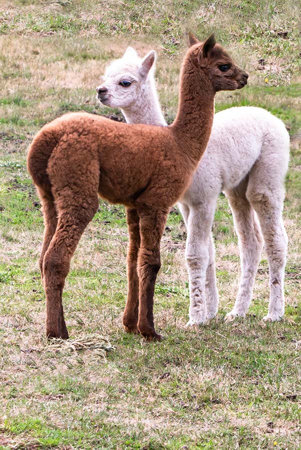 Two young alpaca crias - one brown and one white- at the Tin Dragon Cottages farmstay.