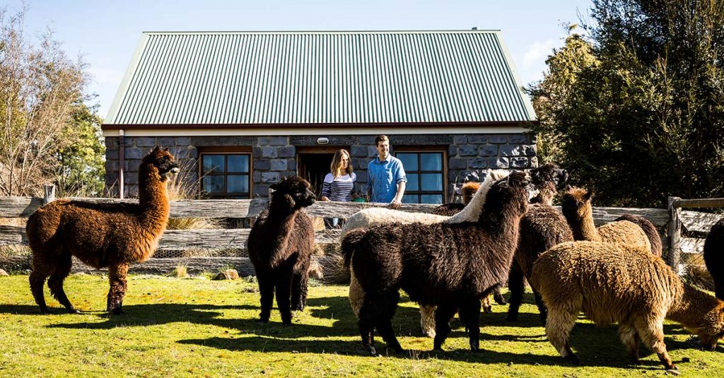 Guests at Tin Dragon Cottages alpaca farmstay standing in front of their cottage with a herd of alpacas.