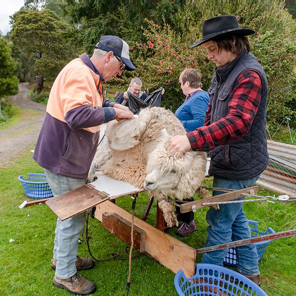 Alpaca being shorn at Tin Dragon Cottages farmstay.