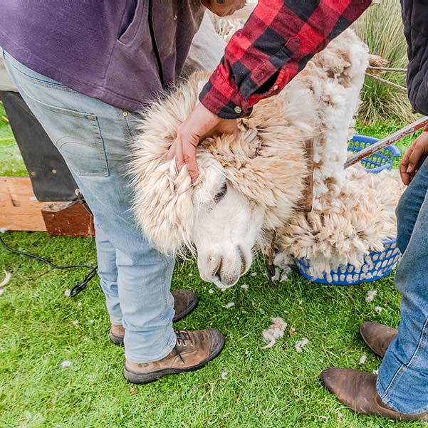 Alpaca being shorn at Tin Dragon Cottages farmstay.