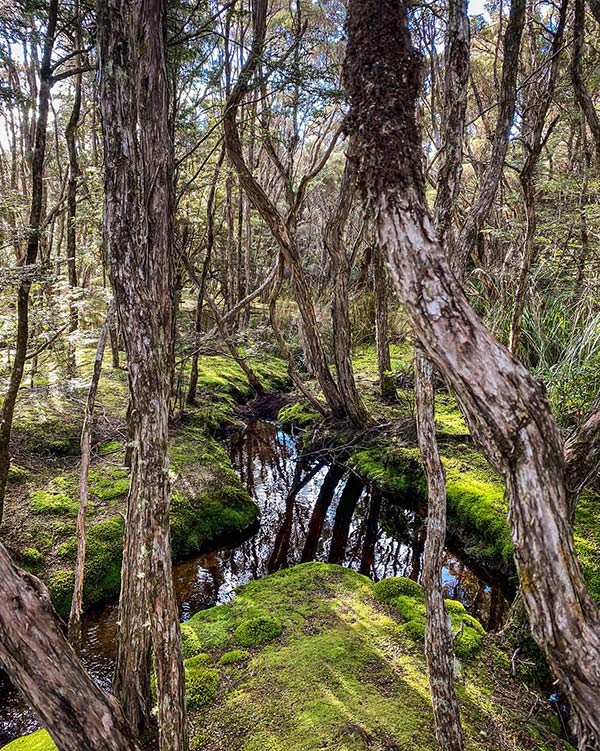 Mossy covered banks of a small stream in the Blue Tiers are surrounded by tea tree forest - from our road trip ion Tasmania