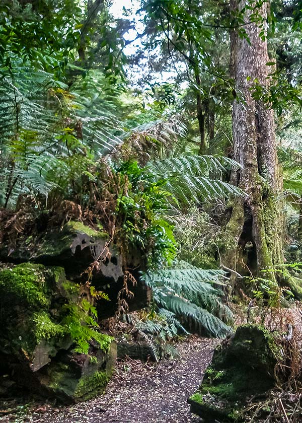 Ferns and myrtle trees along the path in the Myrtle Forest - Tasmania road trip