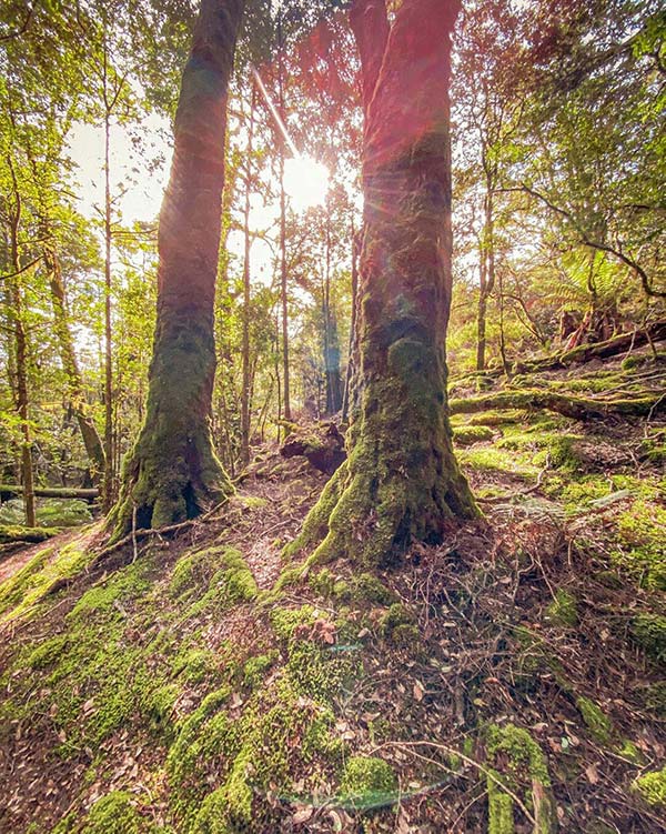 Here stands two old myrtle trees in the green mossy temperate rainforest of the Mount Victoria Reserve.