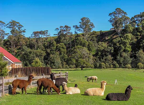 Exterior view of Chintock cottage with a herd of alpacas in the foreground.