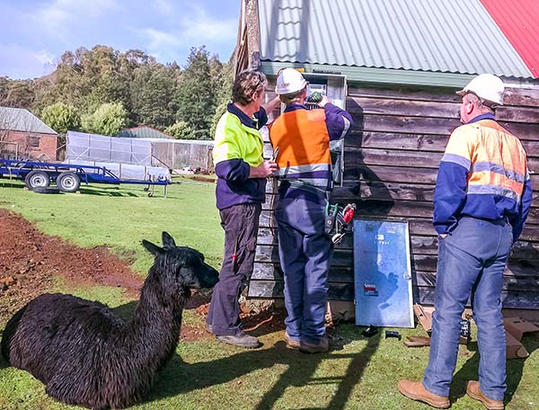 A black alpaca is sitting next to the technicians working on the power meter box.