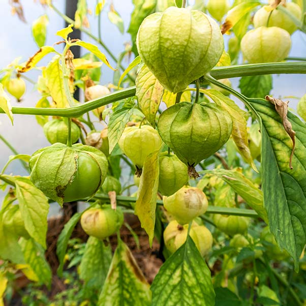 A tomatillo plant with ripened fruit.
