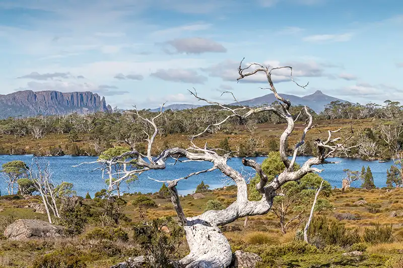 A knurled old tree is framed against the blue of lake Winermere.