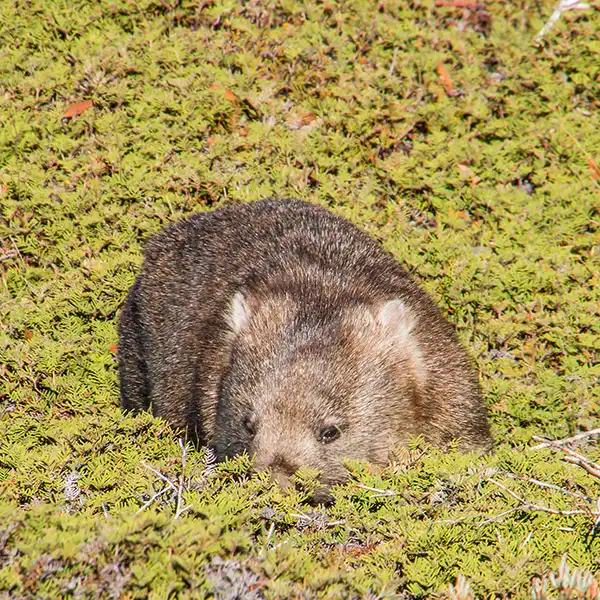 A wombat grazing on coral ferns.