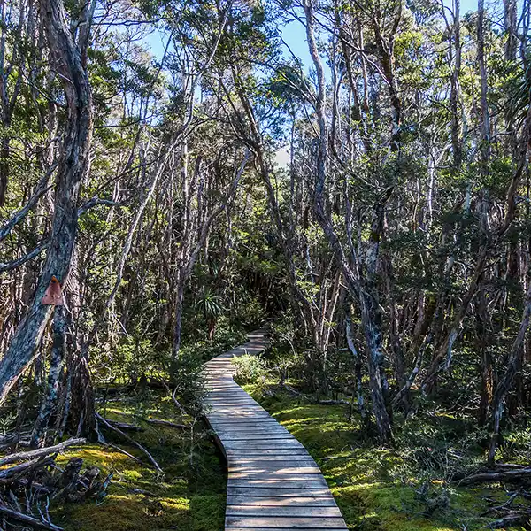 A board walk is surrounded by bright green moss in a tea tree forest.