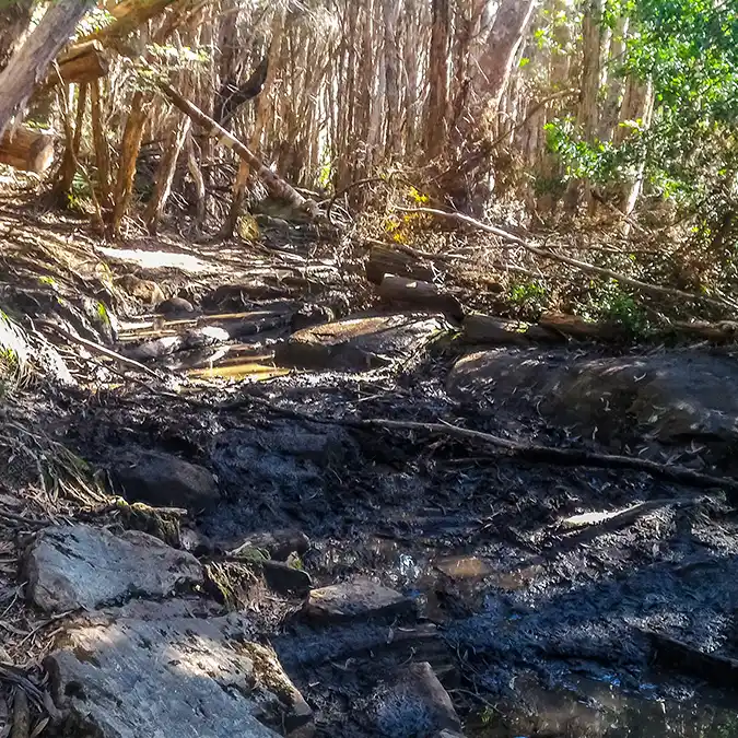 A very muddy track showing the exposed tree roots and rocks.