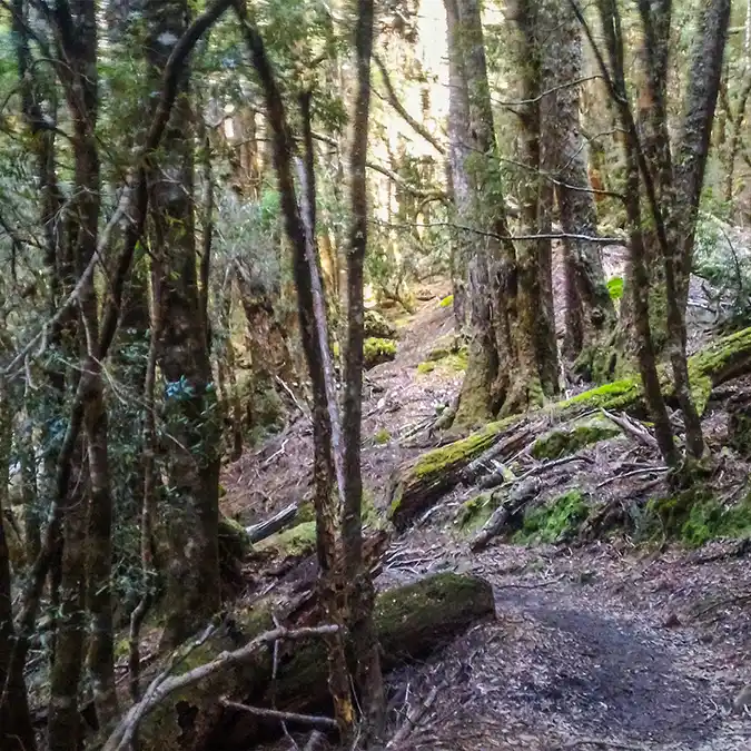 A very muddy track showing the exposed tree roots and rocks.