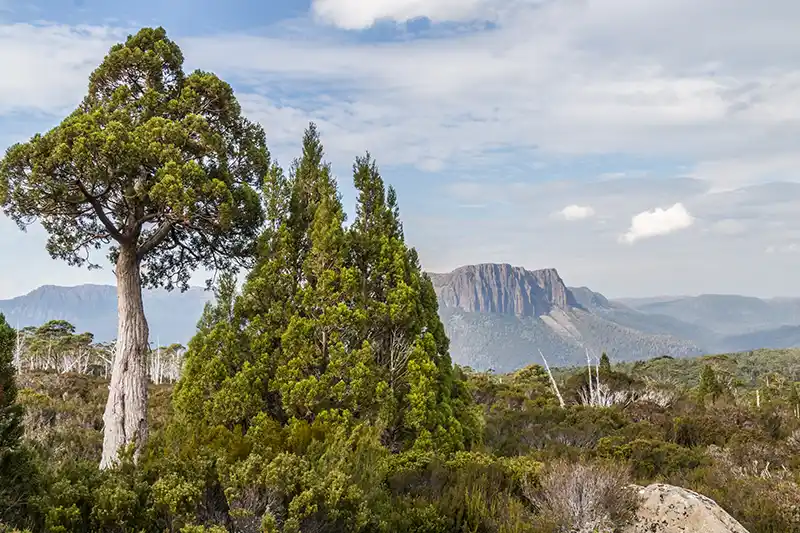 Ancient pine trees stand out against the background of Cathedral Mountain.