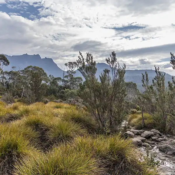 The track trough the button grass is rocky, muddy and wet.