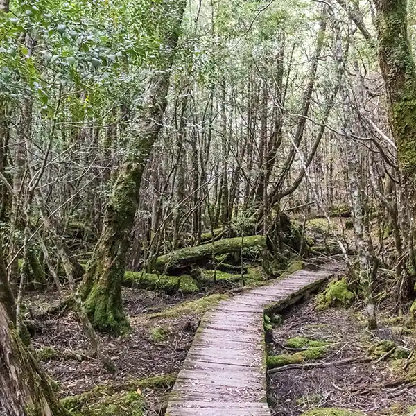 There is a short section of board walk in the wetter area of the rainforest.