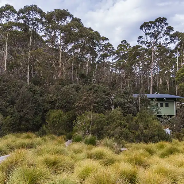 The Bert Nichols hut sits in a small patch of bush with button grasses in front of the hut.