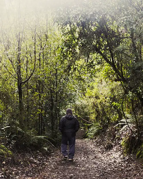Graham is walking away from the camera down a well-formed bush track surrounded by rainforest trees.