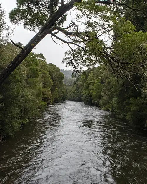 The lush temperate rain forest tress grow up to the edge of the Hellyer River.