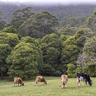 Four cows are grazing in a green paddock. In the background are large temperate rain forest trees.