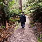 Graham walking away from the camera down a bush track surrounded by lush temperate rain forest.