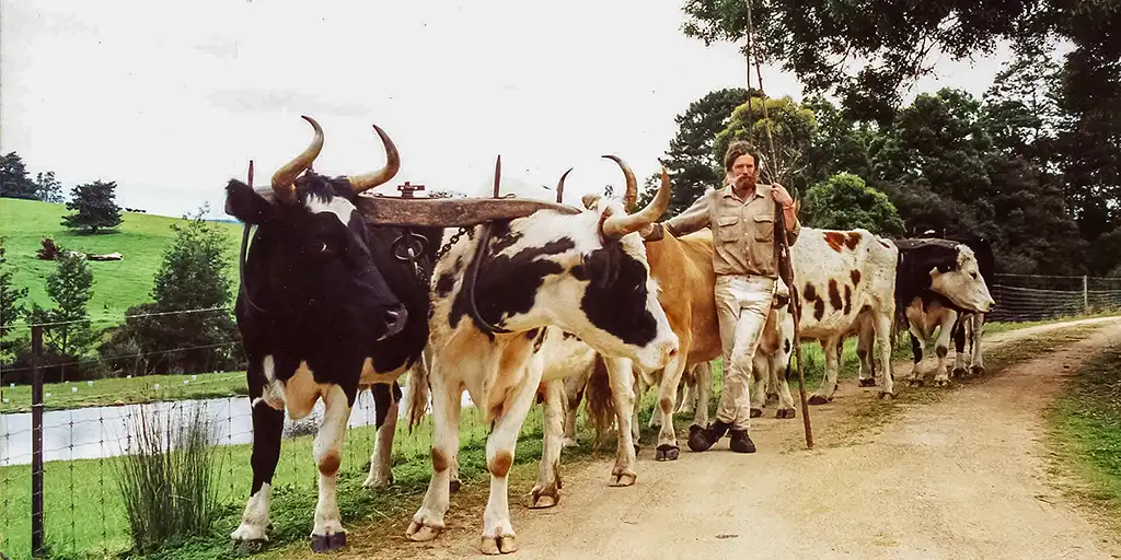 Bullocky with his team of bullocks. This is part of our responsbile travel approach.