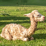 newborn white cria is sitting on green grass