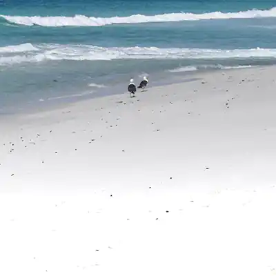 Two molly hawks are standing at the waters edige on the Binalong Bay beach.