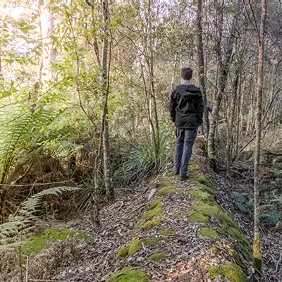 A young man is walking along the stone wall of an abandoned water race. The stone wall is surrounded by re-growth bush.