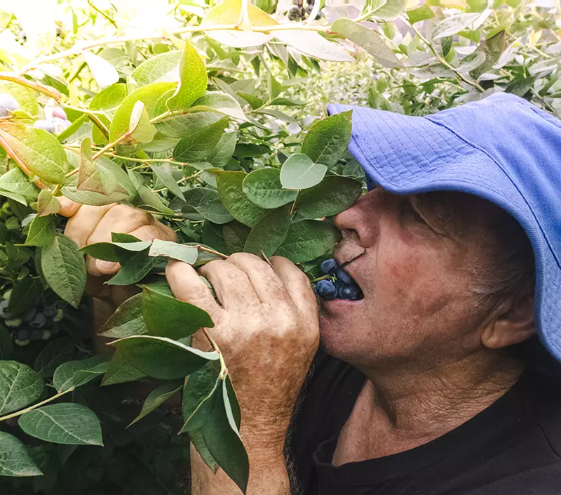 Graham is picking blueberries. he is wearing a blue hat and has a small bunch of ripe blueberries in his mouth,