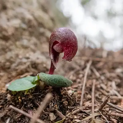 Small native orchid (Corybas aconitiflorus) growing in the leaf litter on Mount Stronach.